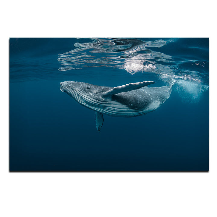 Acrylic Modern Wall Art Whale - Animals In The Wild Series - Modern Interior Design - Acrylic Wall Art - Picture Photo Printing Artwork - Multiple Size Options - egraphicstore