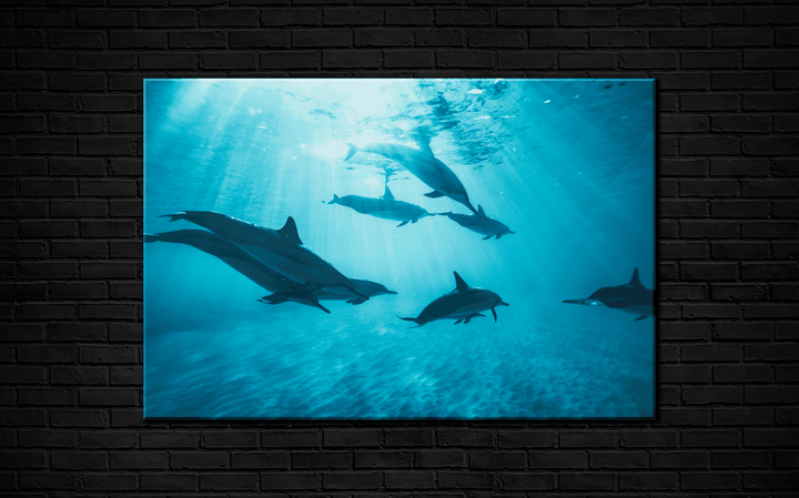 Acrylic Glass Modern Wall Art Dolphins - Sea Life Series - Interior Design - Acrylic Wall Art - Picture Photo Printing Artwork - Multiple Size Options - egraphicstore
