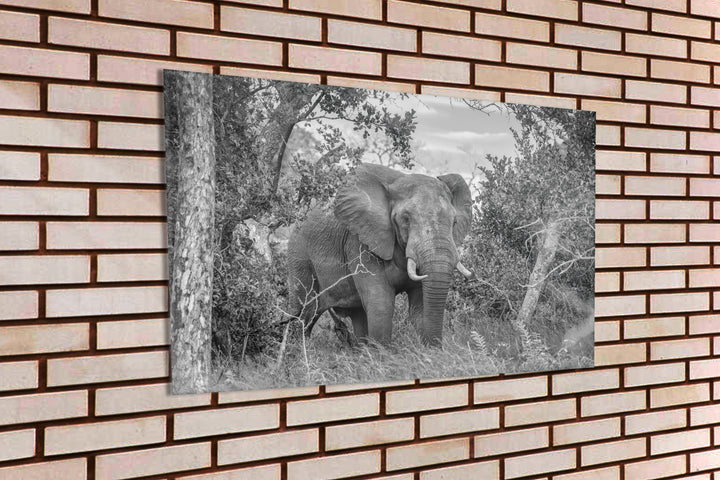 Acrylic Modern Wall Art Elephant - Animals In The Wild Series - Modern Interior Design - Acrylic Wall Art - Picture Photo Printing Artwork - Multiple Size Options - egraphicstore