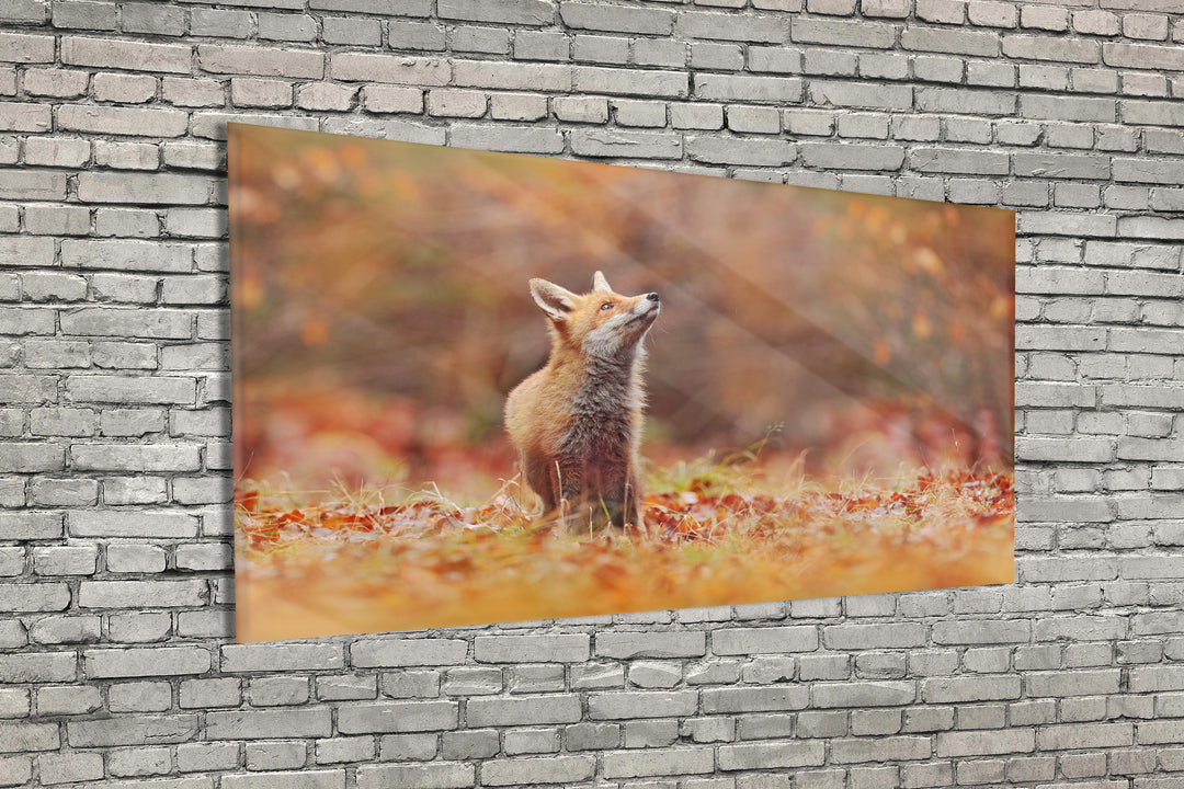 Acrylic Modern Wall Art Fox - Animals In The Wild Series - Modern Interior Design - Acrylic Wall Art - Picture Photo Printing Artwork - Multiple Size Options - egraphicstore