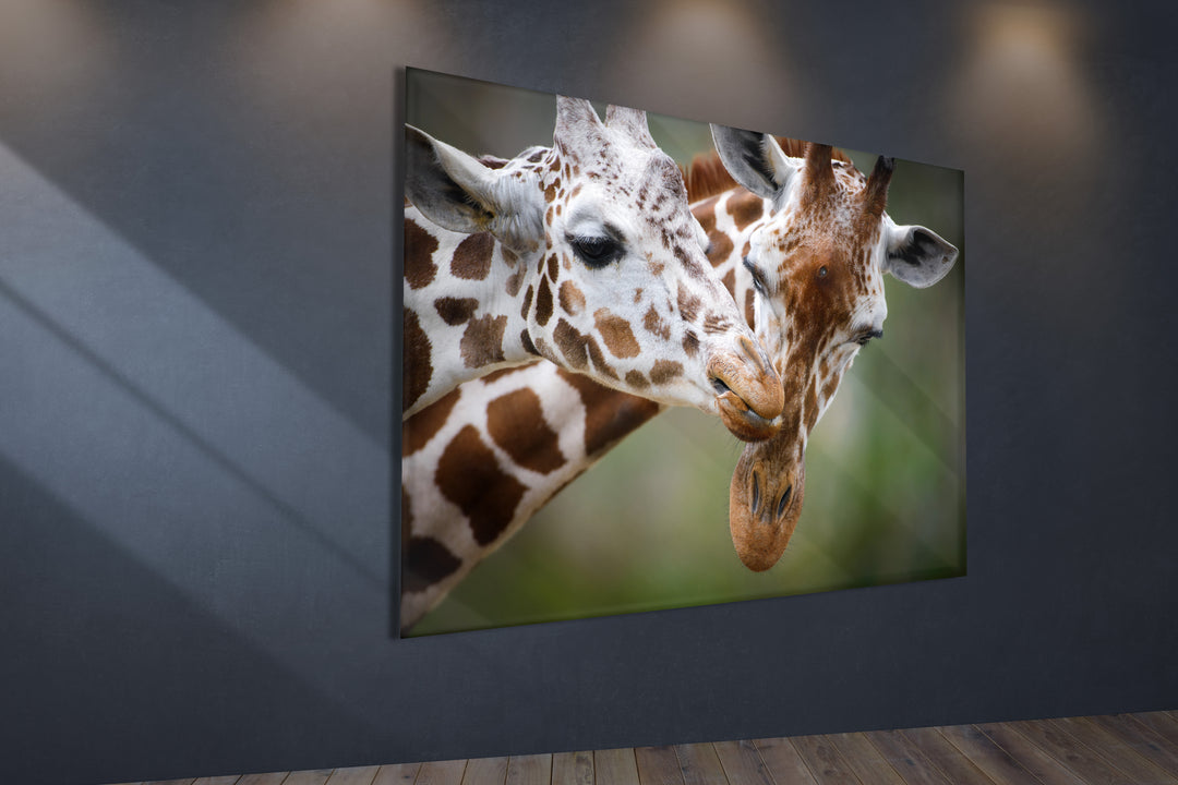 Acrylic Modern Wall Art Giraffe Couple - Animals In The Wild Series - Modern Interior Design - Acrylic Wall Art - Picture Photo Printing Artwork - Multiple Size Options - egraphicstore