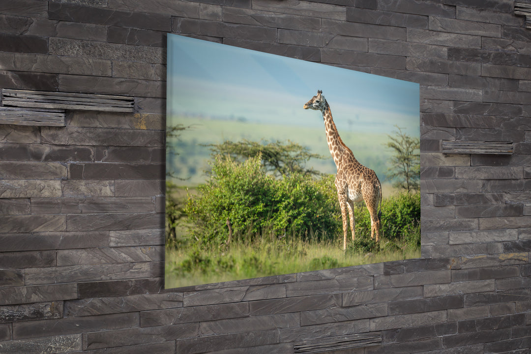 Acrylic Modern Wall Art Giraffe in the Jungle - Animals In The Wild Series - Modern Interior Design - Acrylic Wall Art - Picture Photo Printing Artwork - Multiple Size Options - egraphicstore