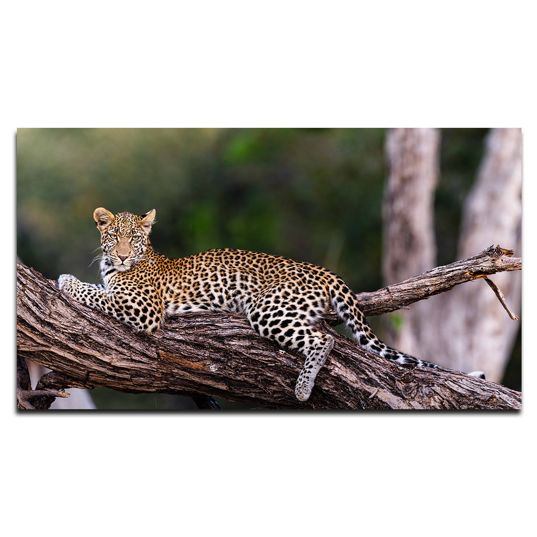 Acrylic Modern Wall Art Leopard - Animals In The Wild Series - Modern Interior Design - Acrylic Wall Art - Picture Photo Printing Artwork - Multiple Size Options - egraphicstore