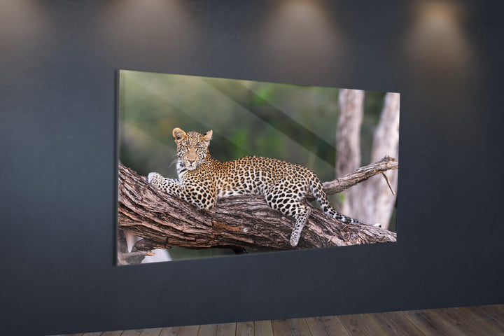 Acrylic Modern Wall Art Leopard - Animals In The Wild Series - Modern Interior Design - Acrylic Wall Art - Picture Photo Printing Artwork - Multiple Size Options - egraphicstore
