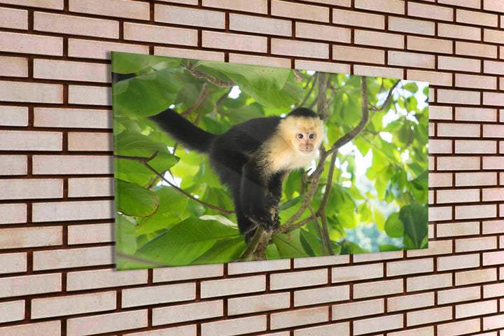 Acrylic Modern Wall Art Monkey - Animals In The Wild Series - Modern Interior Design - Acrylic Wall Art - Picture Photo Printing Artwork - Multiple Size Options - egraphicstore
