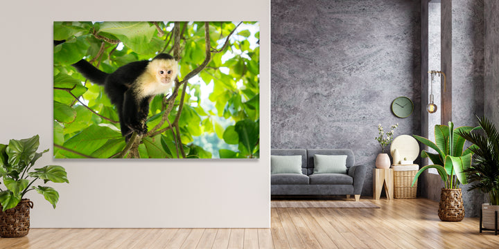 Acrylic Modern Wall Art Monkey - Animals In The Wild Series - Modern Interior Design - Acrylic Wall Art - Picture Photo Printing Artwork - Multiple Size Options - egraphicstore