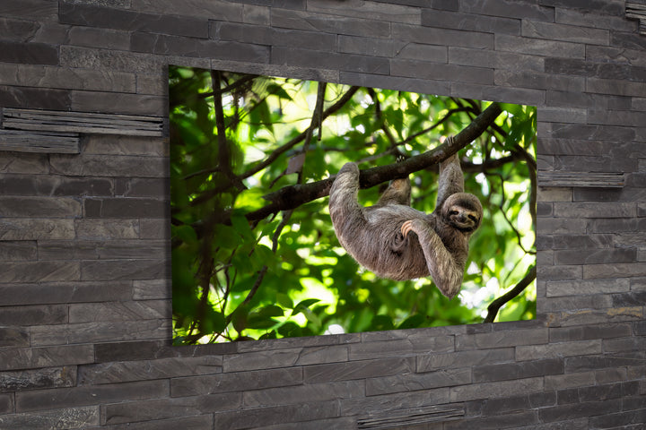 Acrylic Modern Wall Art Sloth - Animals In The Wild Series - Modern Interior Design - Acrylic Wall Art - Picture Photo Printing Artwork - Multiple Size Options - egraphicstore