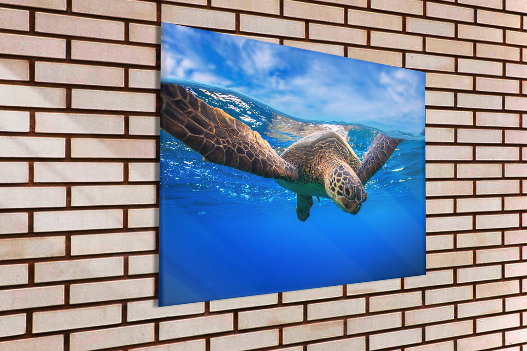Acrylic Modern Wall Art Turtle - Animals In The Wild Series - Modern Interior Design - Acrylic Wall Art - Picture Photo Printing Artwork - Multiple Size Options - egraphicstore