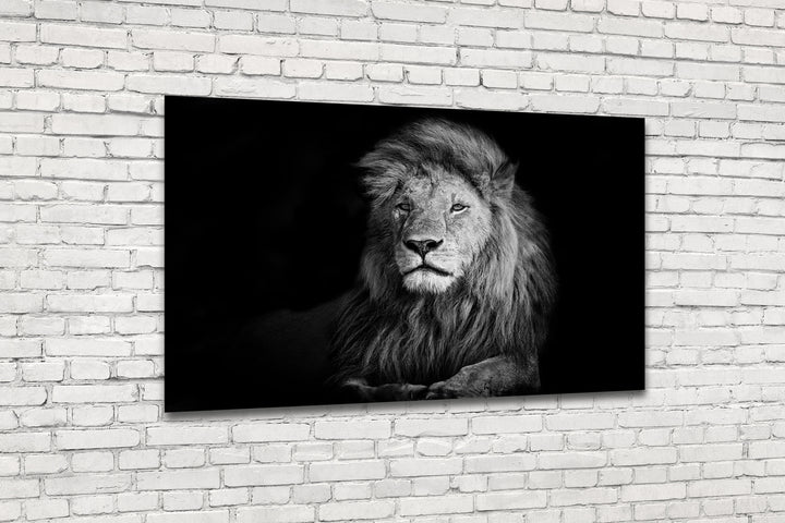 Acrylic Modern Wall Art Lion - Animals In The Wild Black and White Series - Modern Interior Design - Acrylic Wall Art - Picture Photo Printing Artwork - Multiple Size Options - egraphicstore