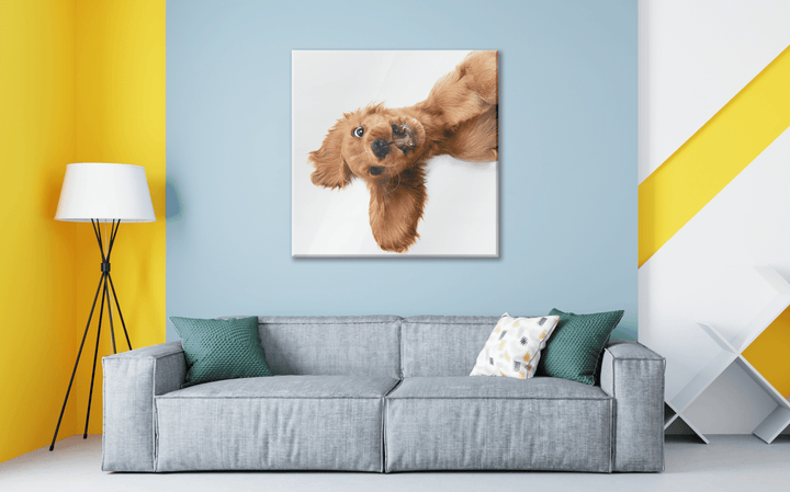 Acrylic Glass Frame Modern Wall Art, Cocker Spaniel - Portait Pet Series - Interior Design - Acrylic Wall Art - Picture Photo Printing Artwork - Multiple Size Options - egraphicstore