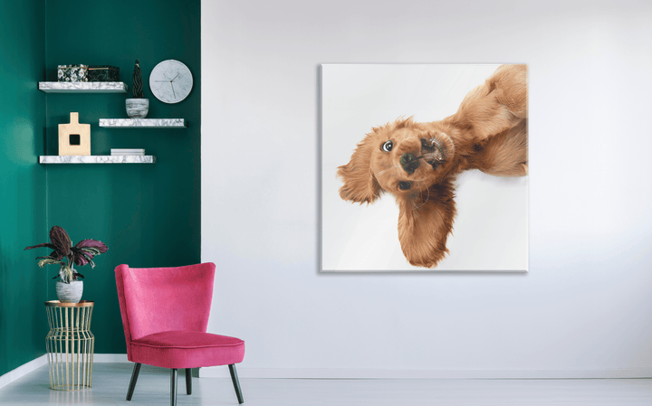 Acrylic Glass Frame Modern Wall Art, Cocker Spaniel - Portait Pet Series - Interior Design - Acrylic Wall Art - Picture Photo Printing Artwork - Multiple Size Options - egraphicstore