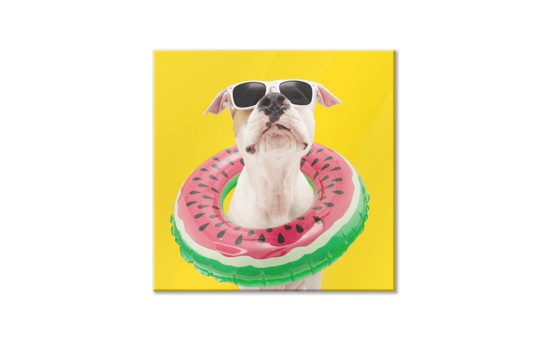 Acrylic Glass Frame Modern Wall Art, Summer American Staffordshire - Portait Pet Series - Interior Design - Acrylic Wall Art - Picture Photo Printing Artwork - Multiple Size Options - egraphicstore