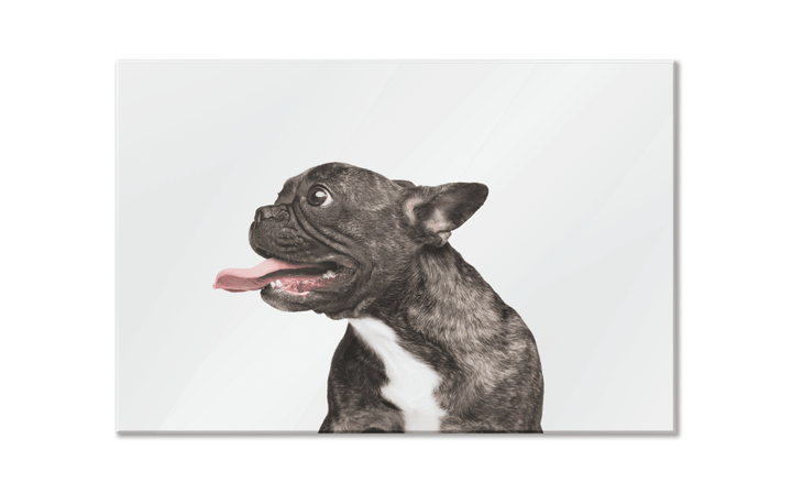 Acrylic Glass Frame Modern Wall Art, French Bulldog - Portait Pet Series - Interior Design - Acrylic Wall Art - Picture Photo Printing Artwork - Multiple Size Options - egraphicstore
