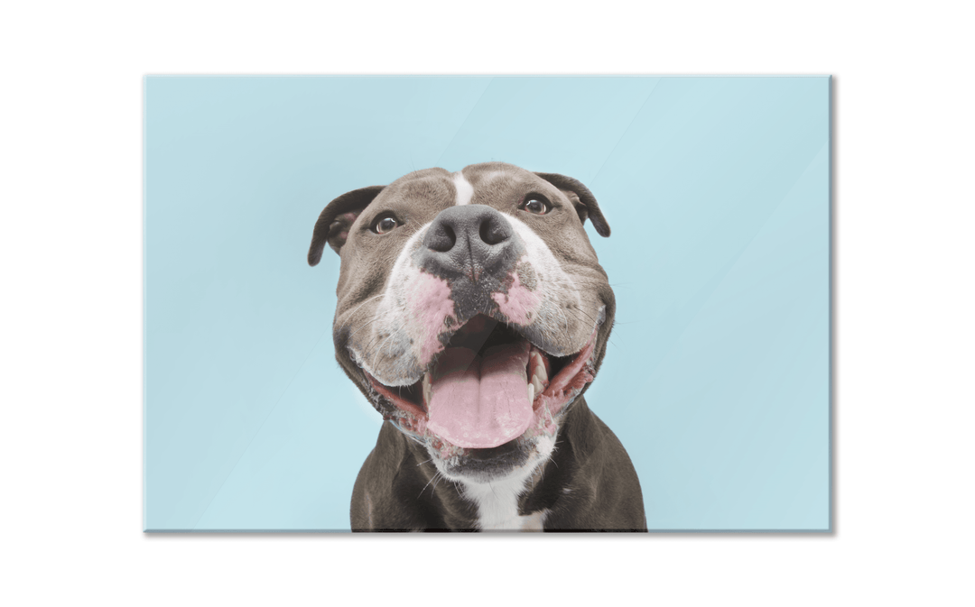 Acrylic Glass Frame Modern Wall Art, Happily American Bully - Portait Pet Series - Interior Design - Acrylic Wall Art - Picture Photo Printing Artwork - Multiple Size Options - egraphicstore