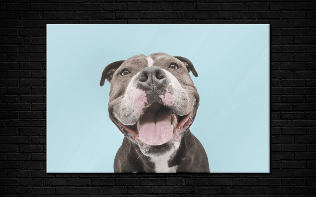 Acrylic Glass Frame Modern Wall Art, Happily American Bully - Portait Pet Series - Interior Design - Acrylic Wall Art - Picture Photo Printing Artwork - Multiple Size Options - egraphicstore