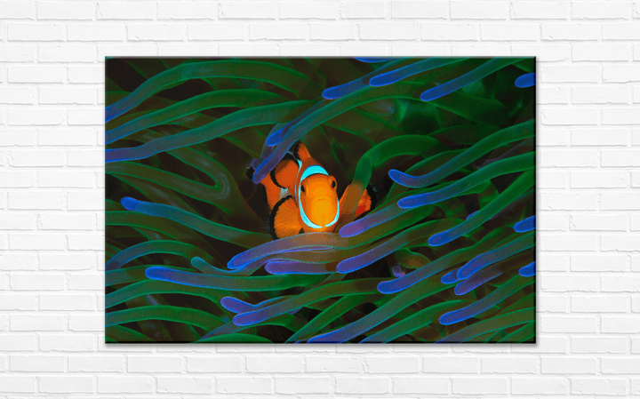 Acrylic Glass Modern Wall Art Clownfish - Sea Life Series - Interior Design - Acrylic Wall Art - Picture Photo Printing Artwork - Multiple Size Options - egraphicstore
