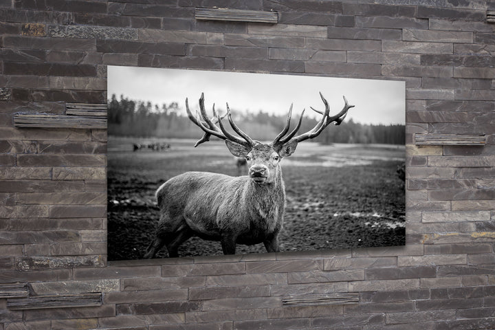 Acrylic Modern Wall Art Deer - Animals In The Wild Black and White Series - Modern Interior Design - Acrylic Wall Art - Picture Photo Printing Artwork - Multiple Size Options - egraphicstore